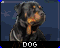 dogpreview.PNG