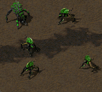 LEPUS-3.gif